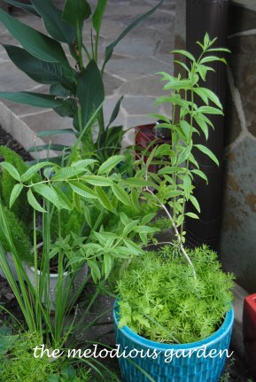 lemon verbena in pot