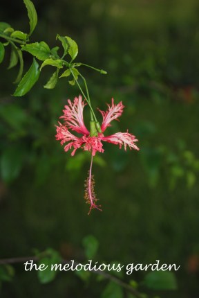 tropical hibiscus 1