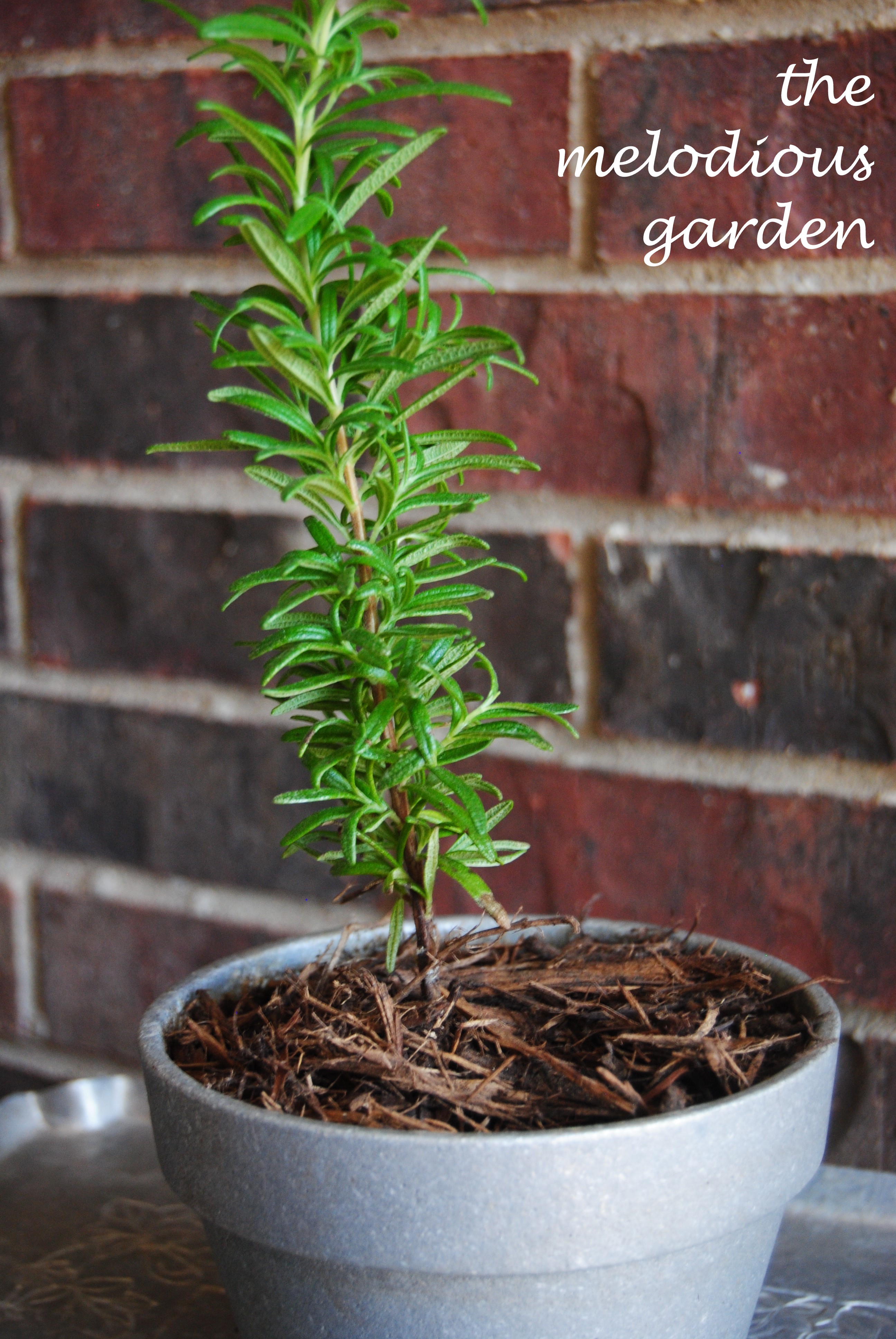 upright rosemary in pot