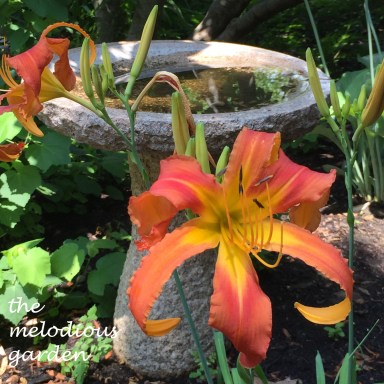daylily with birdbath