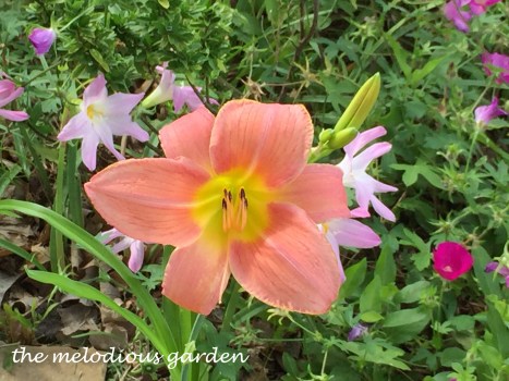 daylily with rainlily