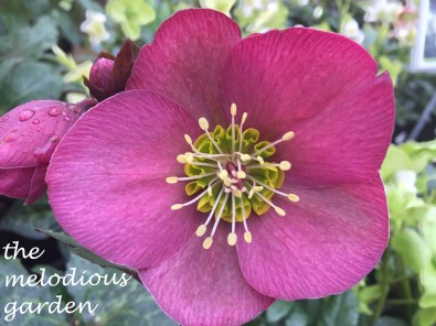 helleborecloseupNHGflower