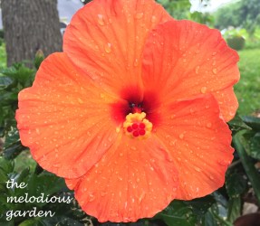 orange tropical hibiscus