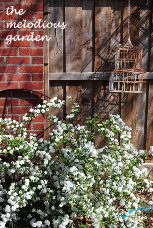 bridal wreath spirea