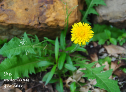 dandelion