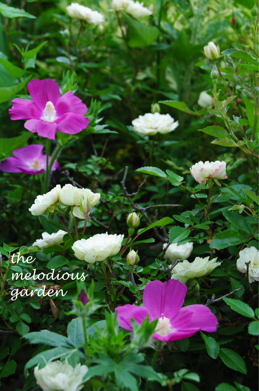 Sweet April Showers… – the melodious garden