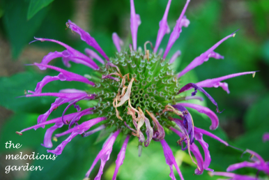 bee balm 1