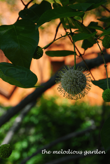 buttonbush3