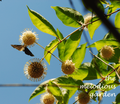 buttonbushbutterfly2