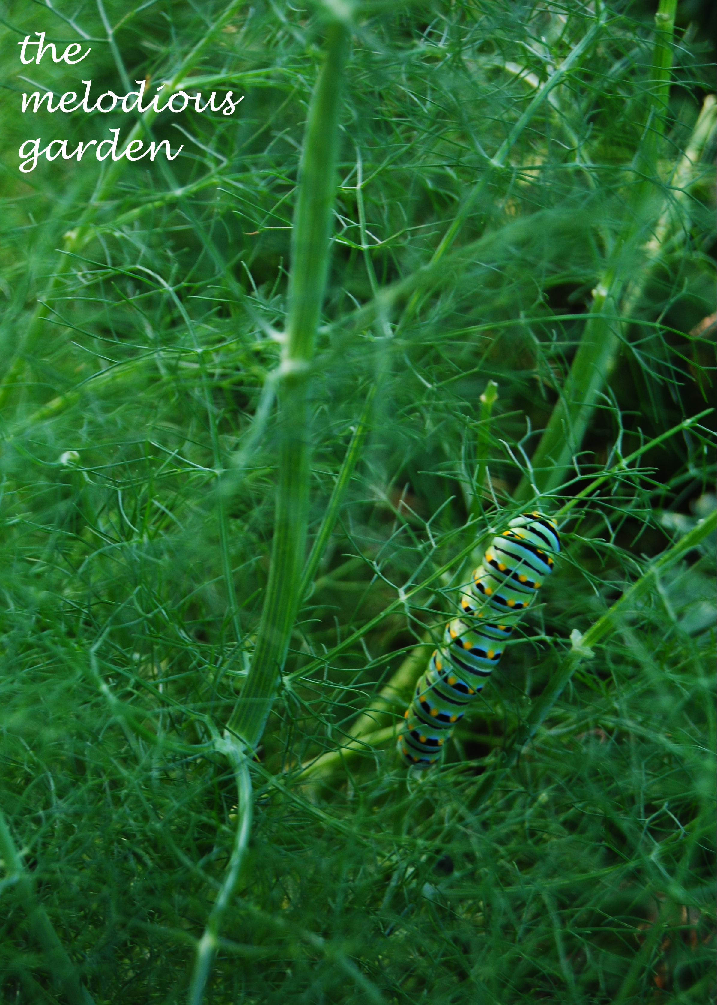 caterpiller june 1