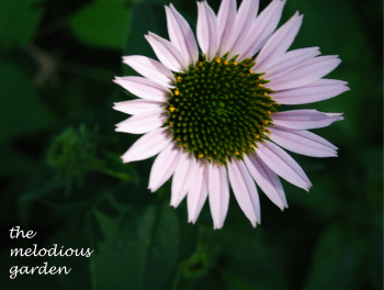coneflower june 1 4