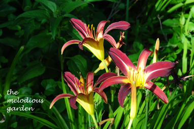 daylily june 1 2