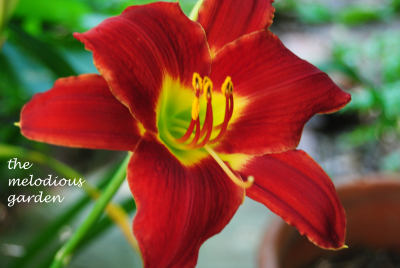 daylily june 1 5