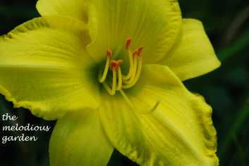 daylily june 1 6