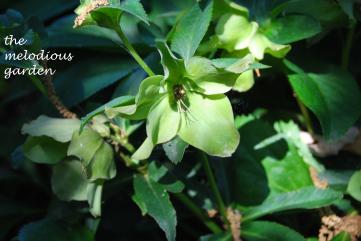 hellebore june 1