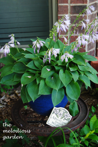 hosta in container