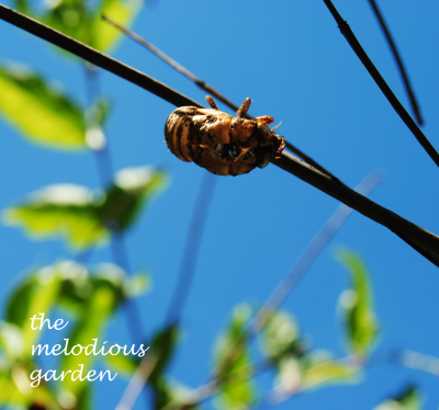 summer cicada molt