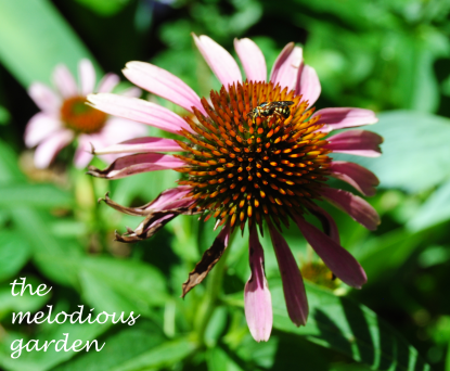 summer coneflower with bee