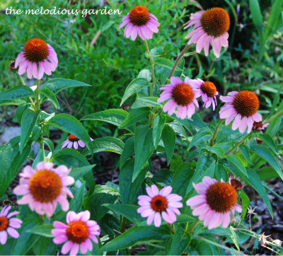 summer coneflower