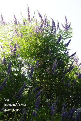 vitex