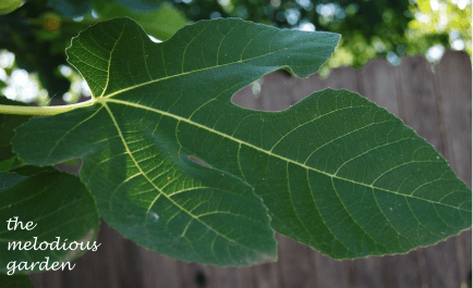 fig leaf