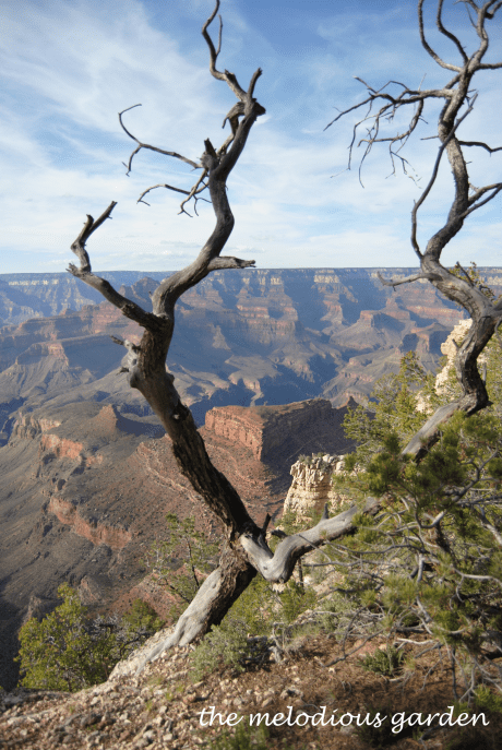 grand canyon