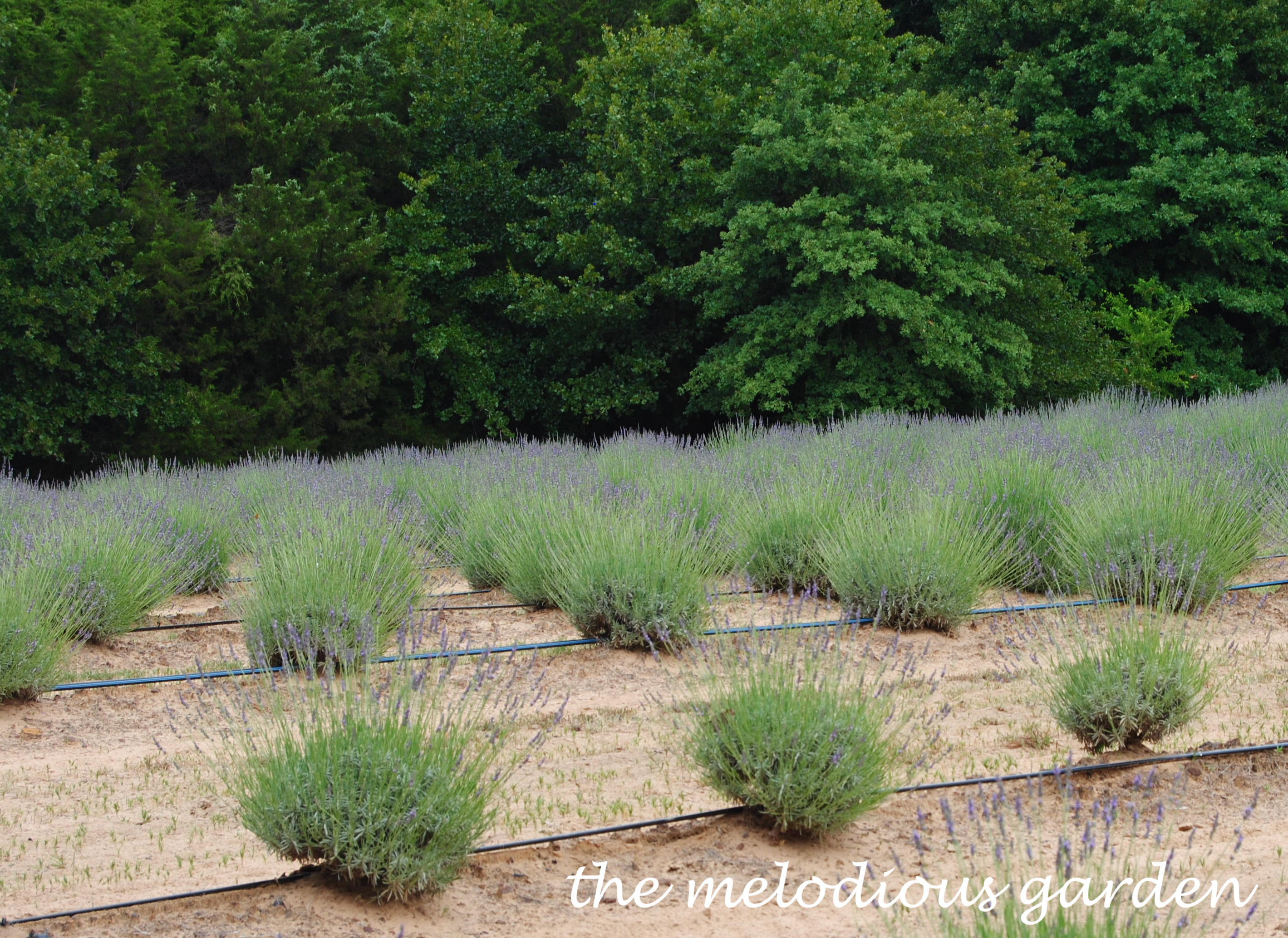 lavenderfarm18