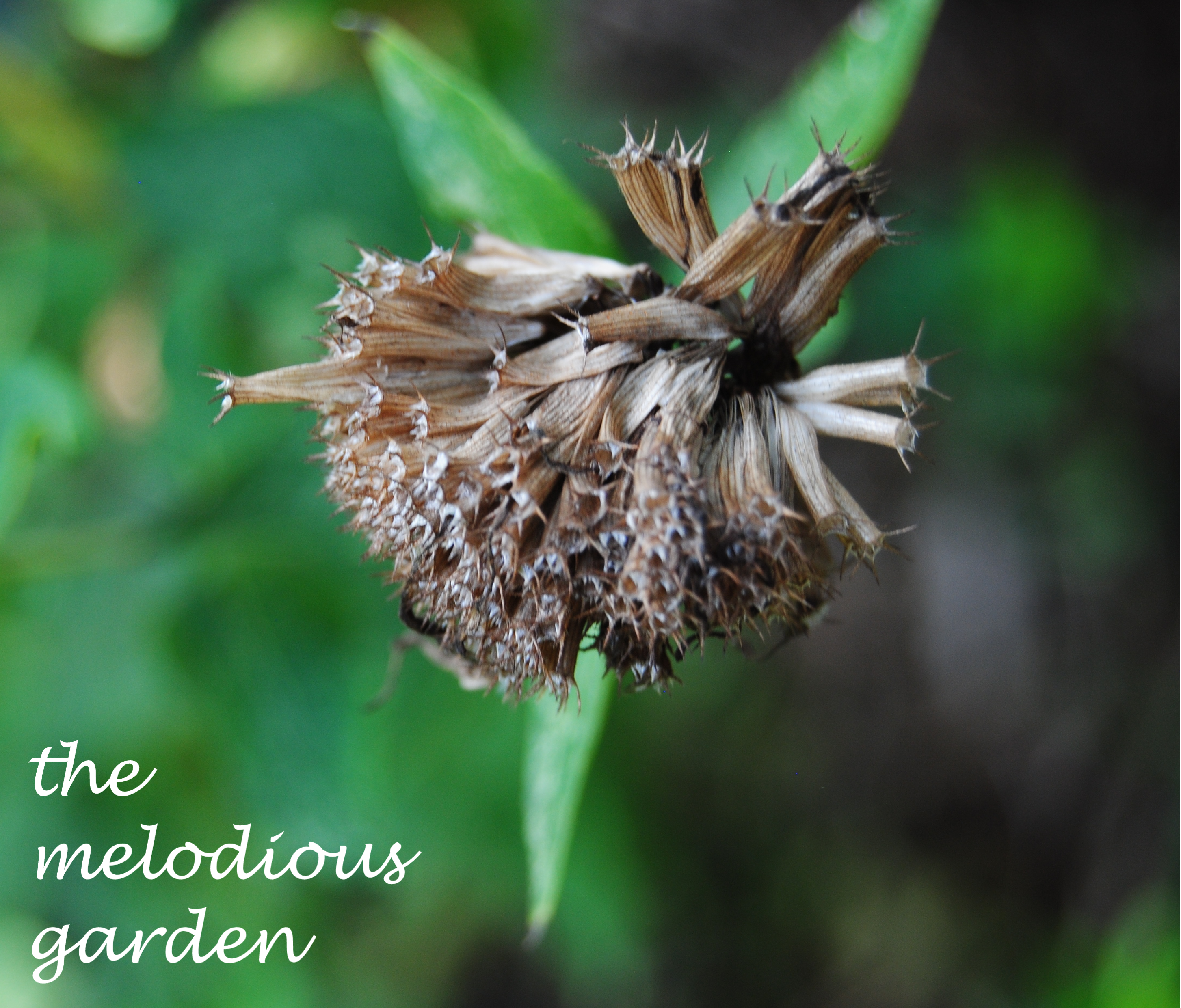 bee balm seed