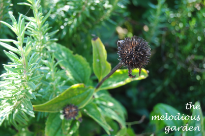 coneflower seed1