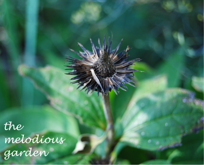 coneflower seed2