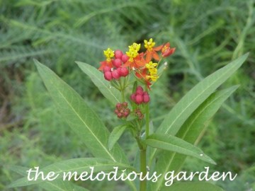 milkweed