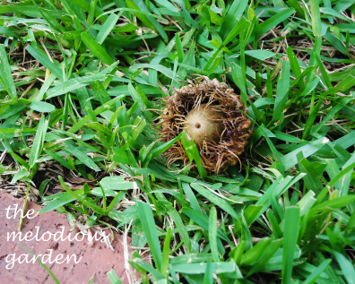 burr oak acorn