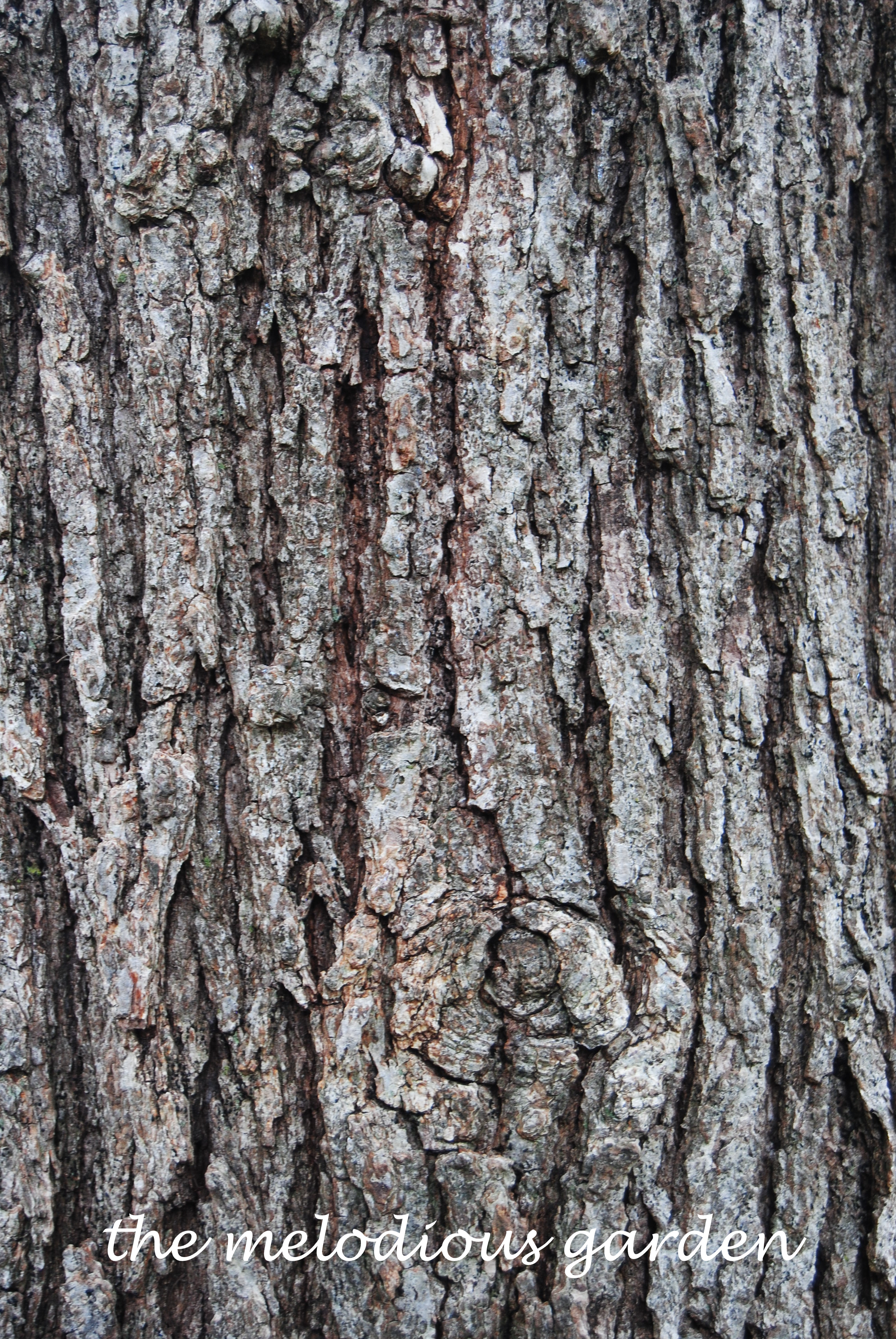burr oak bark