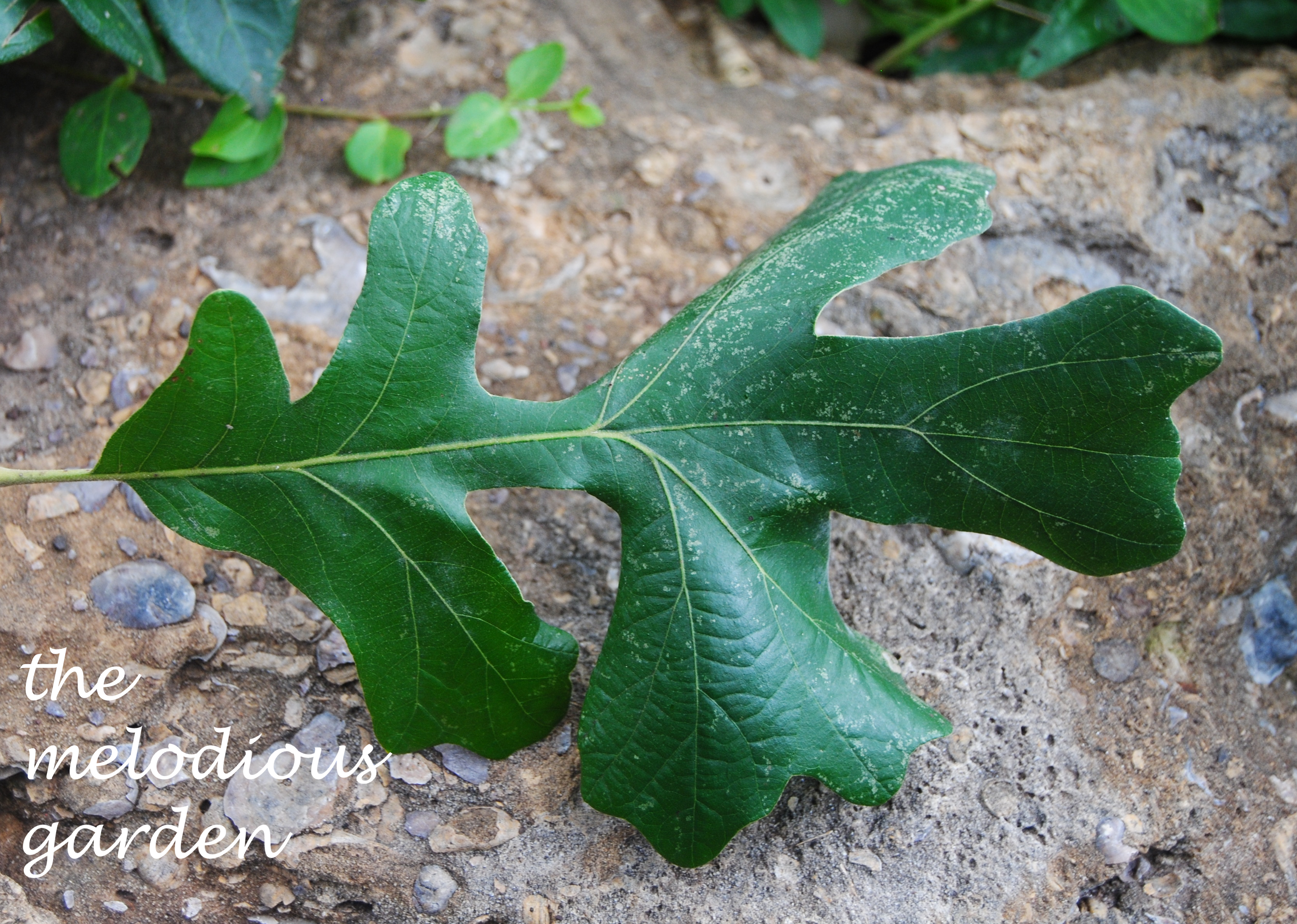 burr oak leaf