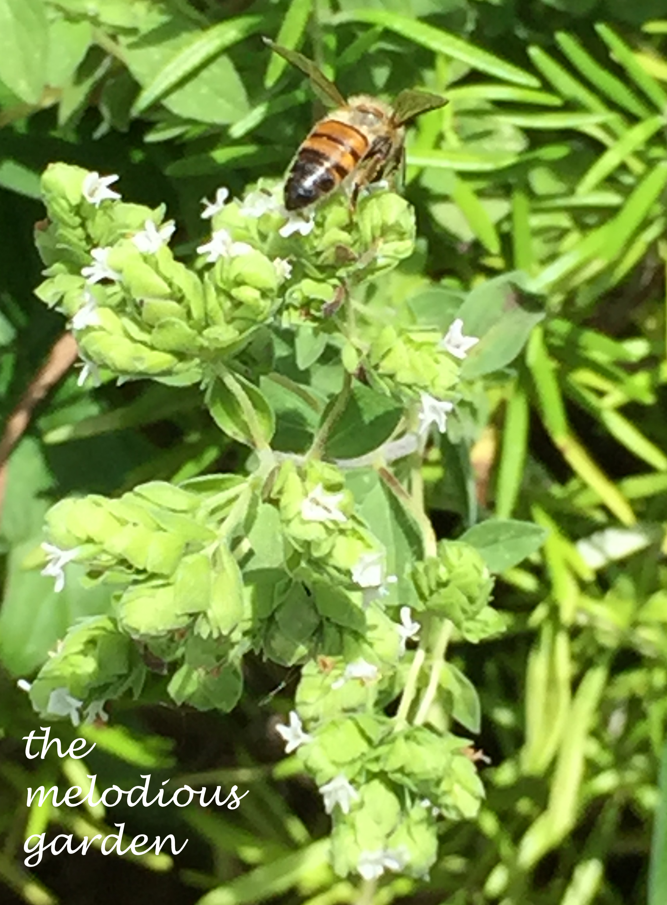 bee on oregano