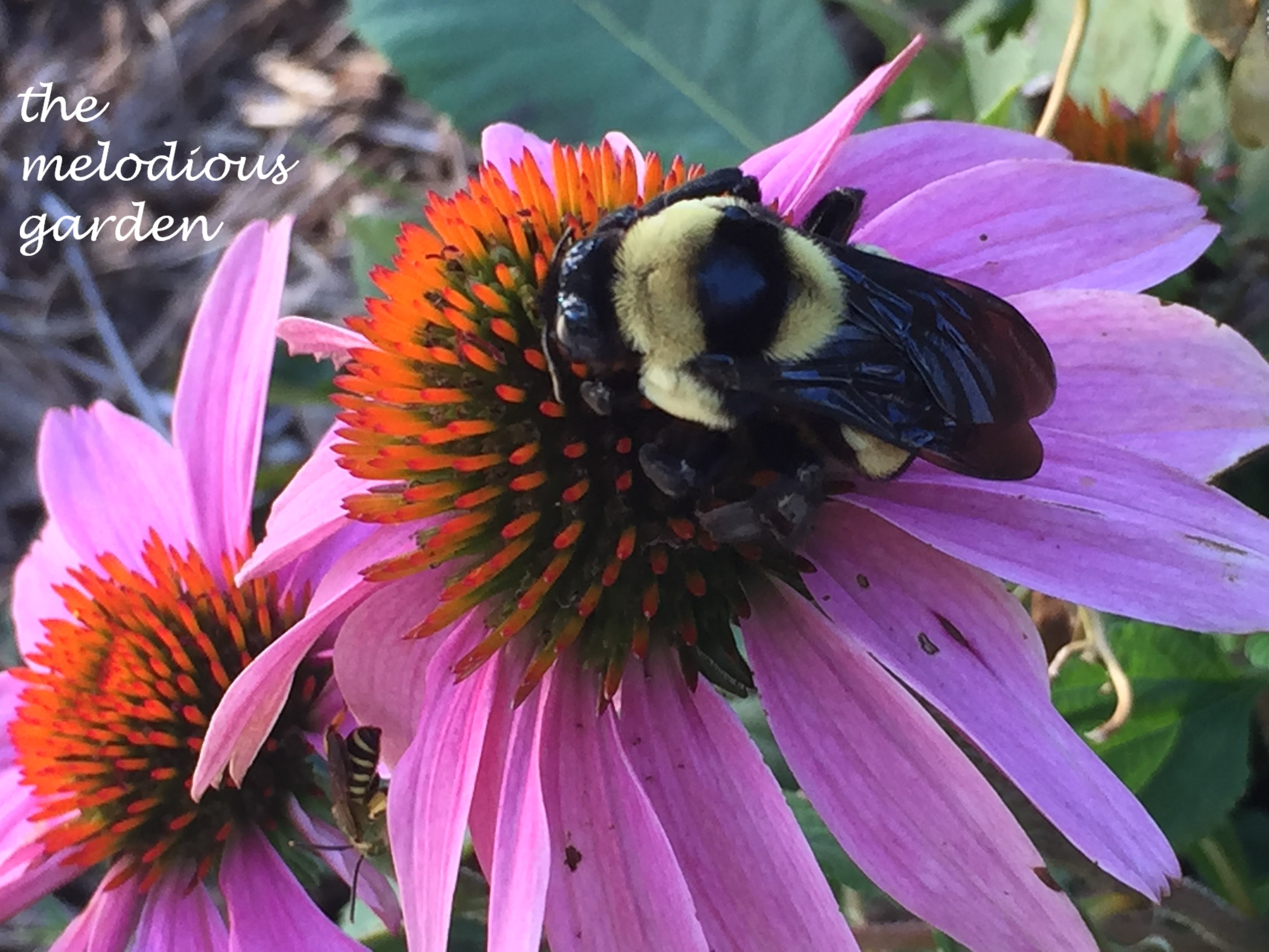 coneflower with bee