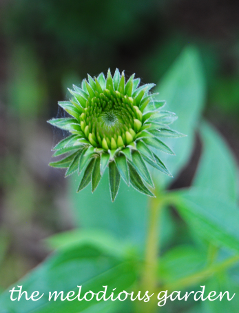 coneflower