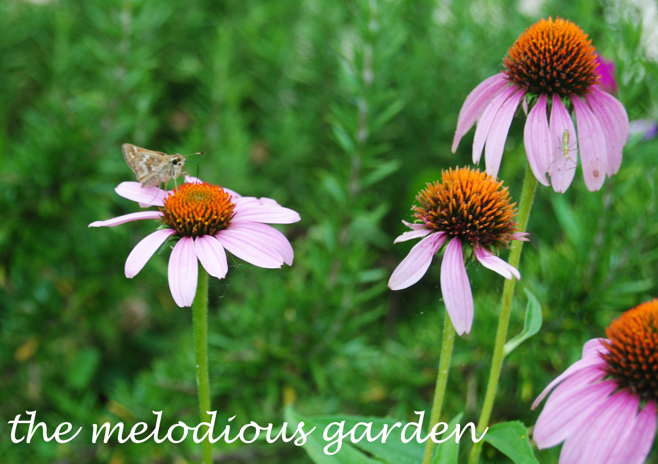 moth on coneflower 1