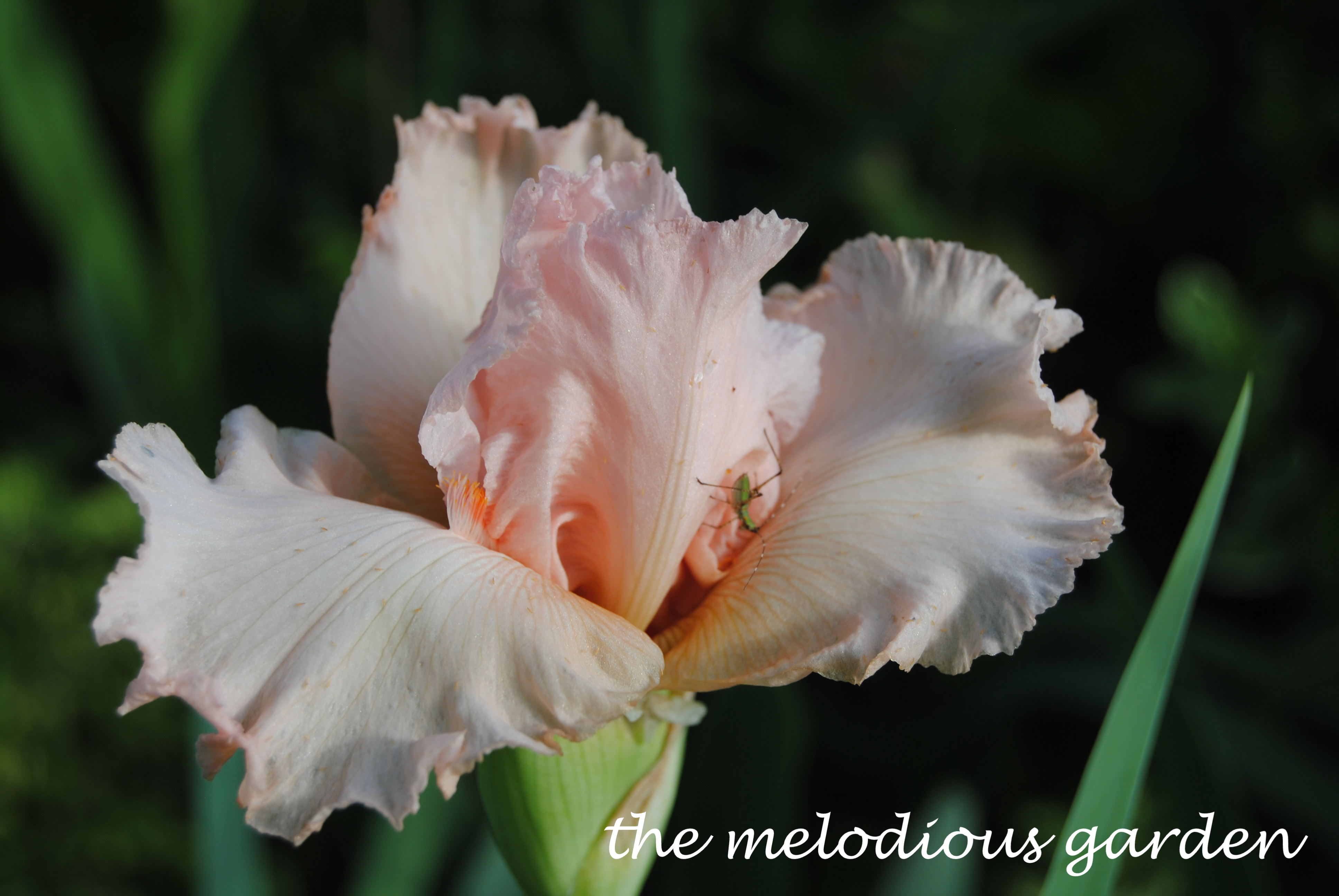 bearded iris3