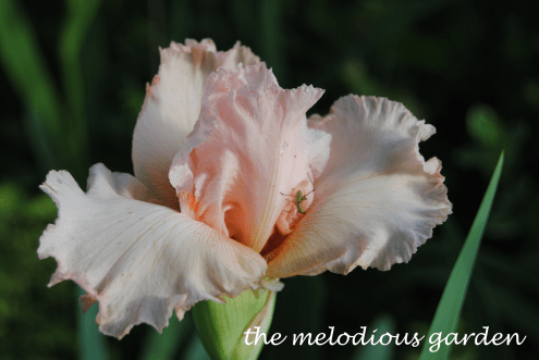 bearded iris3