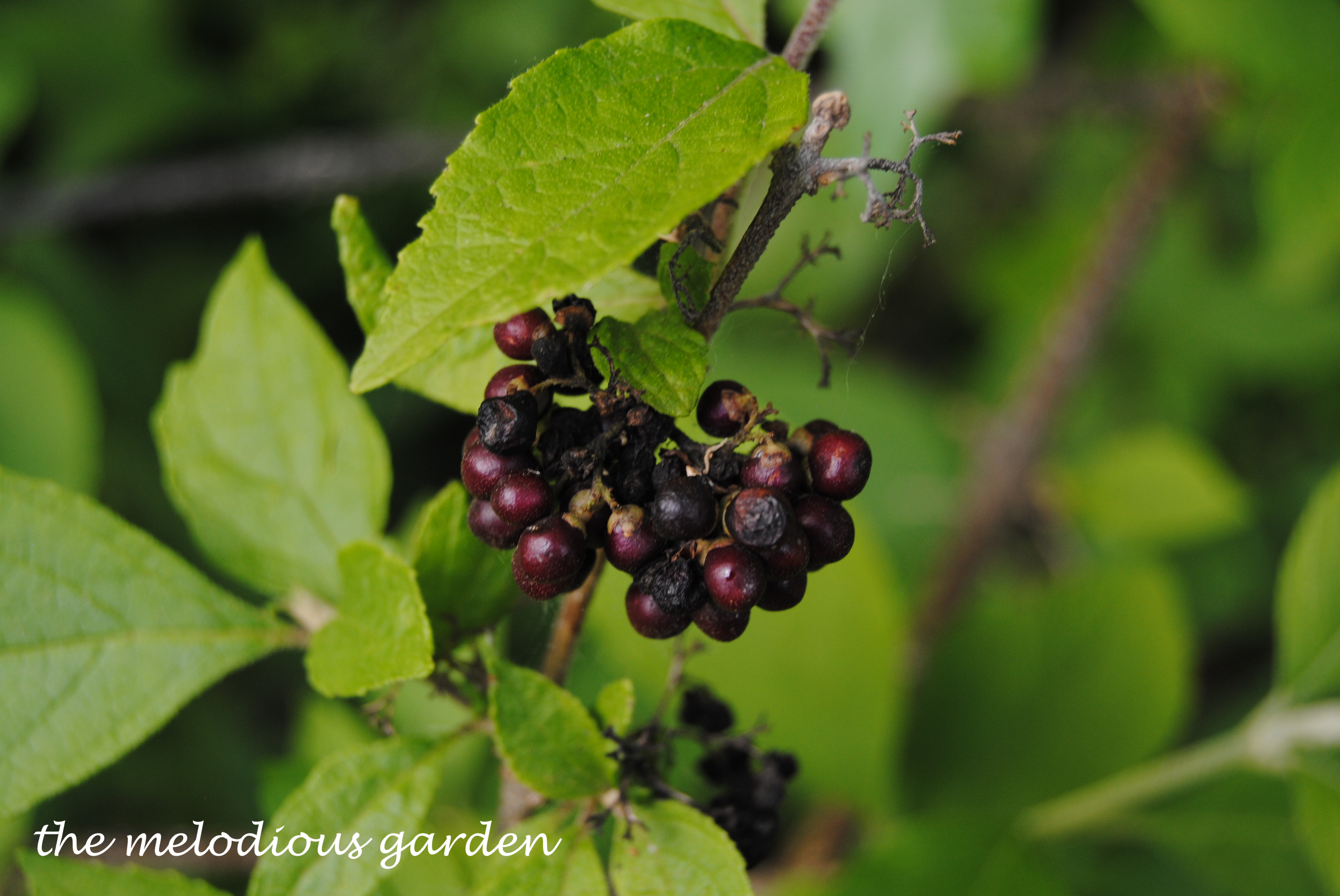 beautyberry