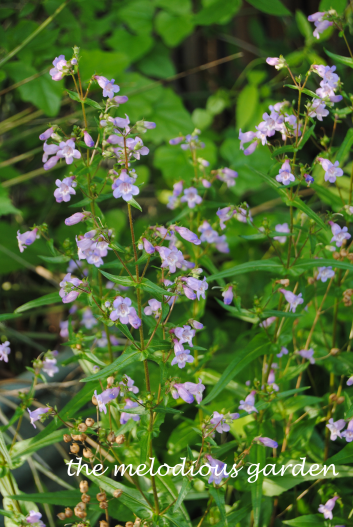 penstemon