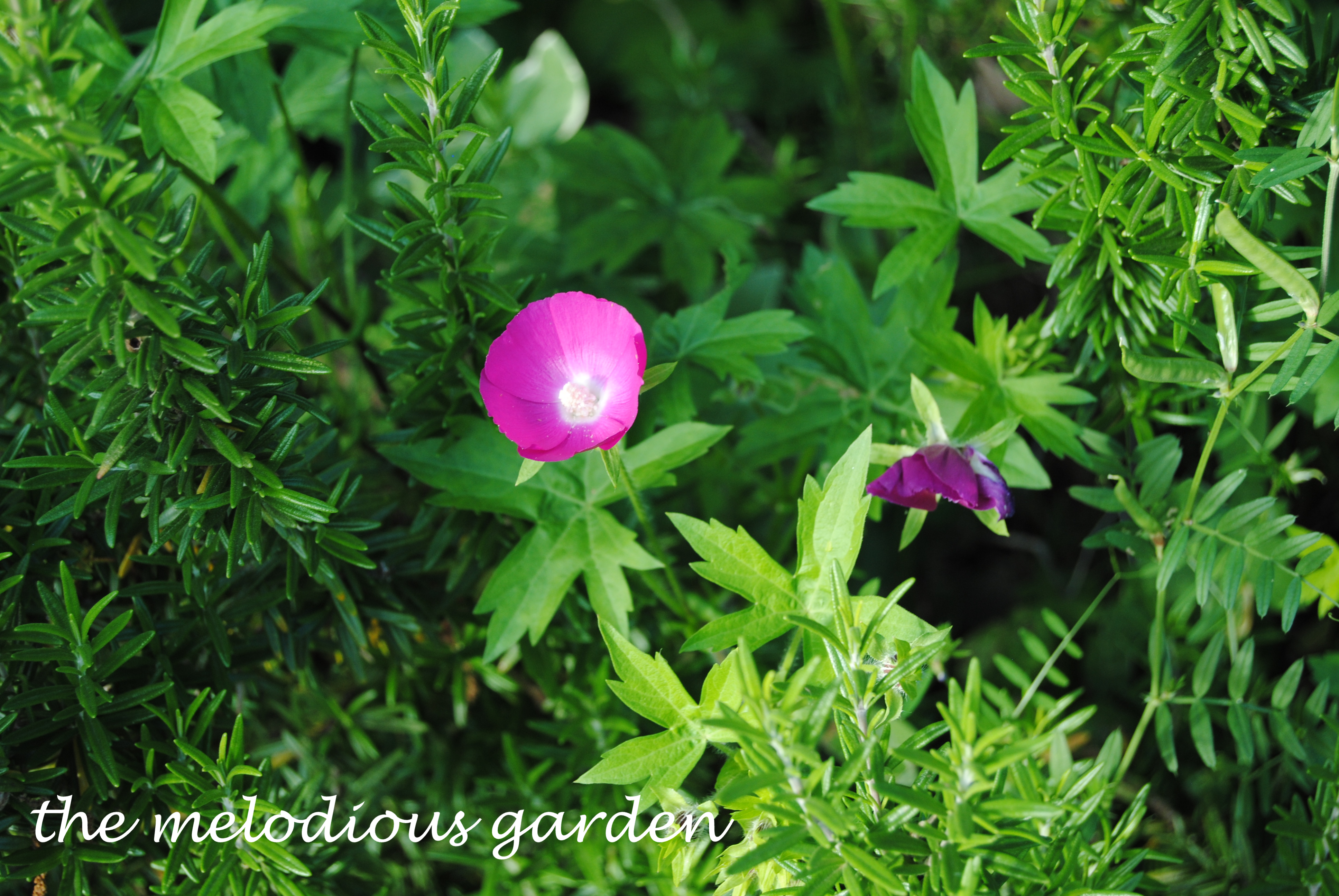 winecup with rosemary