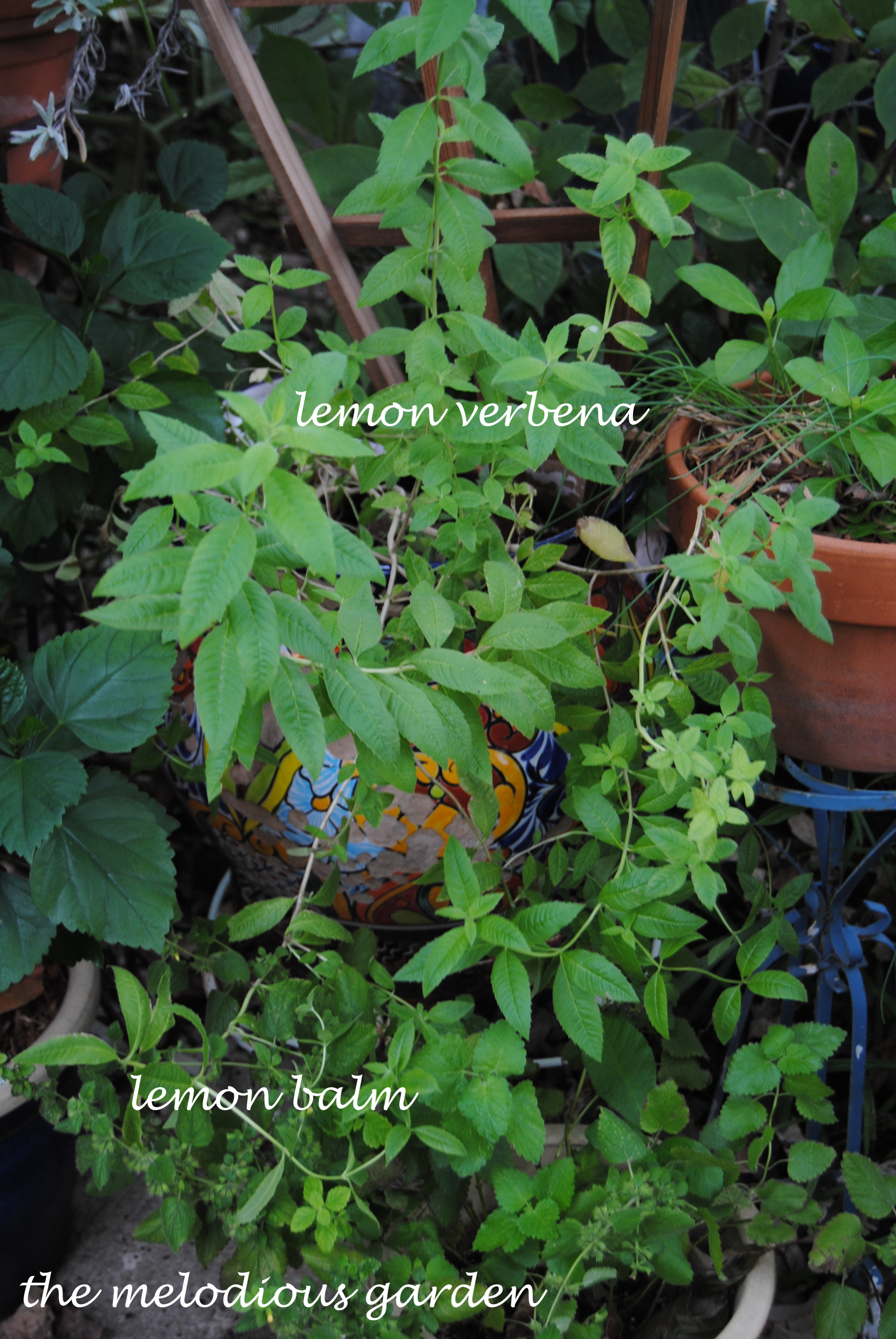 lemon verbena and balm