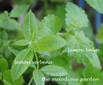 lemon verbena and balm2