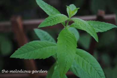 lemon verbena1