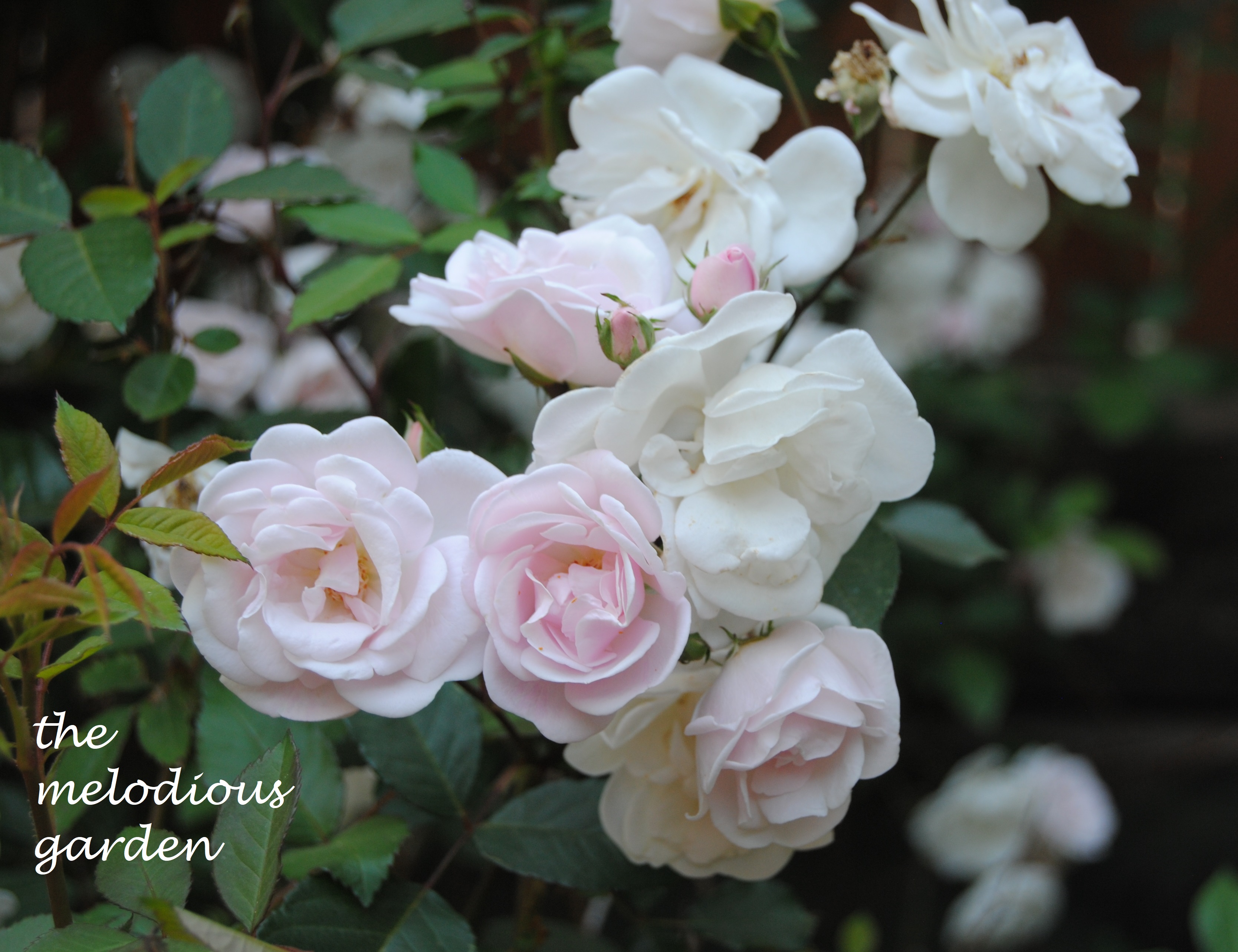 April! April! Is it you? – the melodious garden