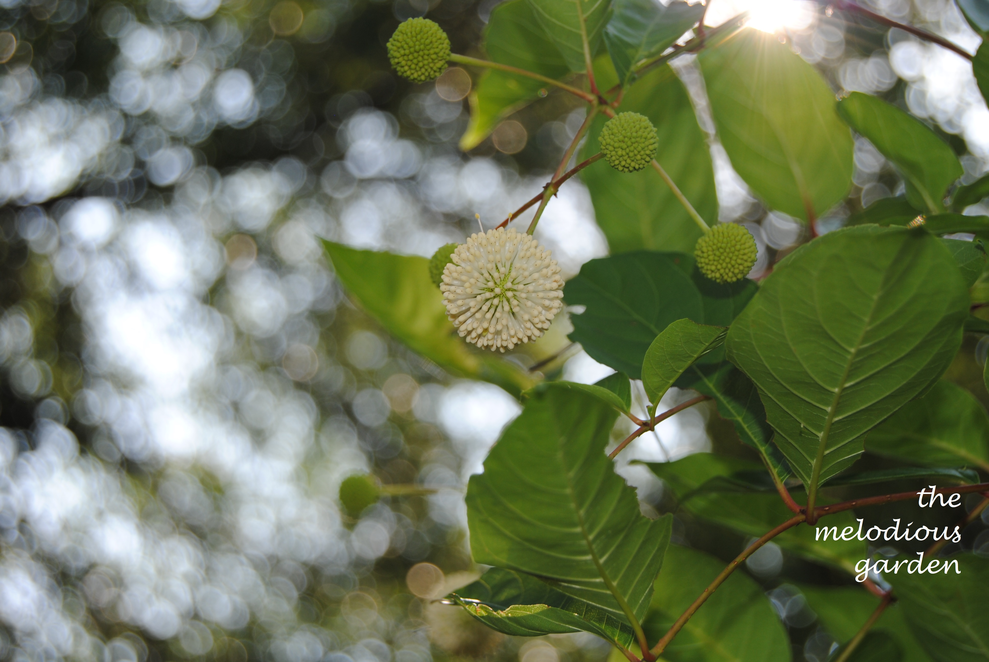 June Rows Tree Why was June made? – the melodious garden